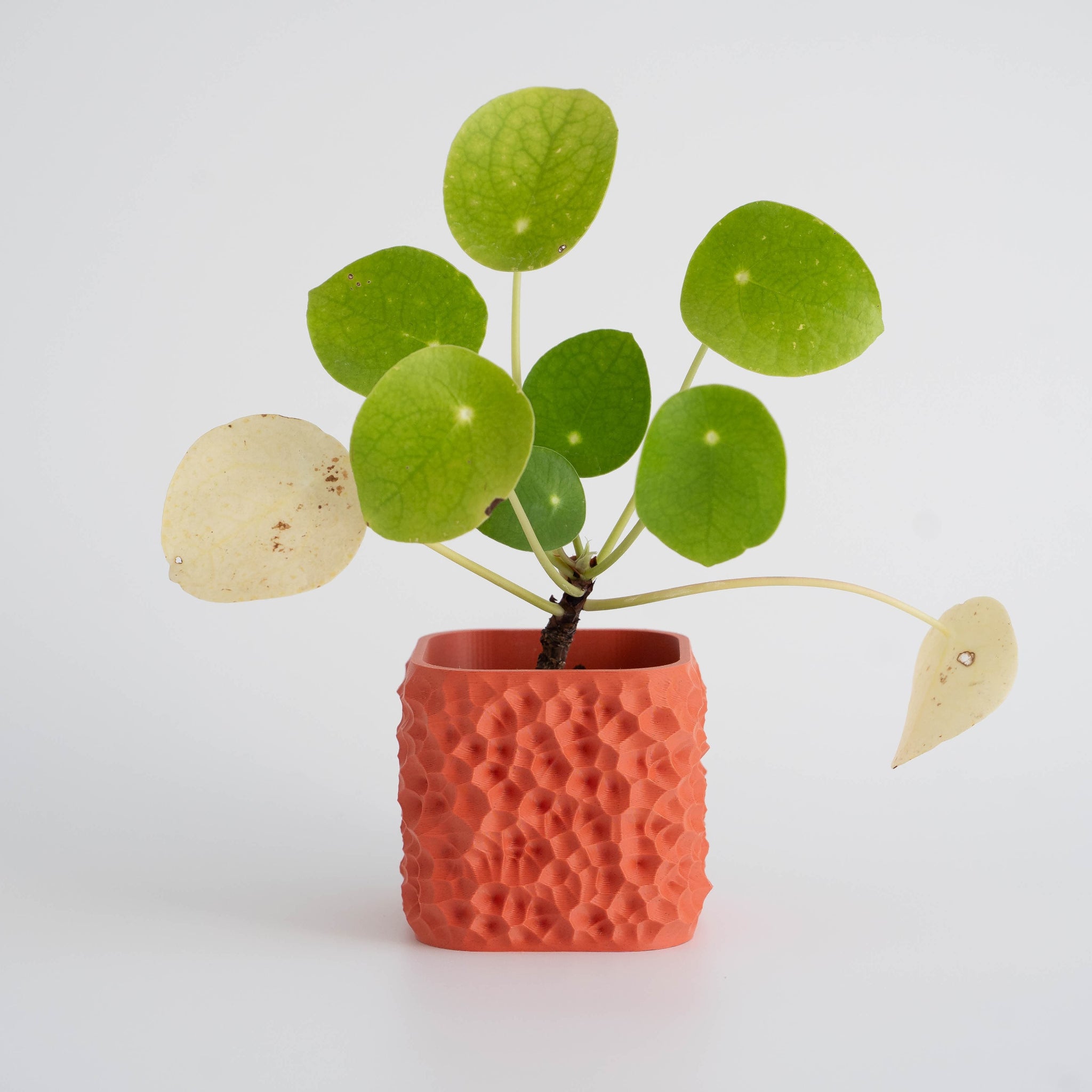 Blok3d Nuestro Catálogo Crimson - Macetero Patrones naturales