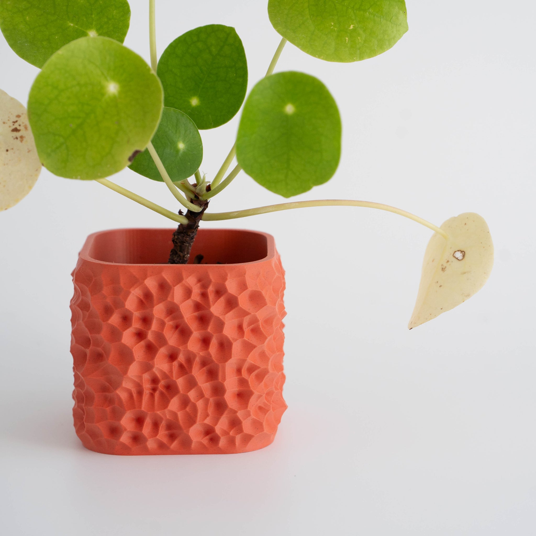 Blok3d Nuestro Catálogo Crimson - Macetero Patrones naturales